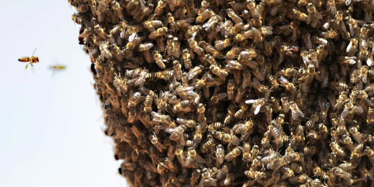 NDC supporters Kpandai