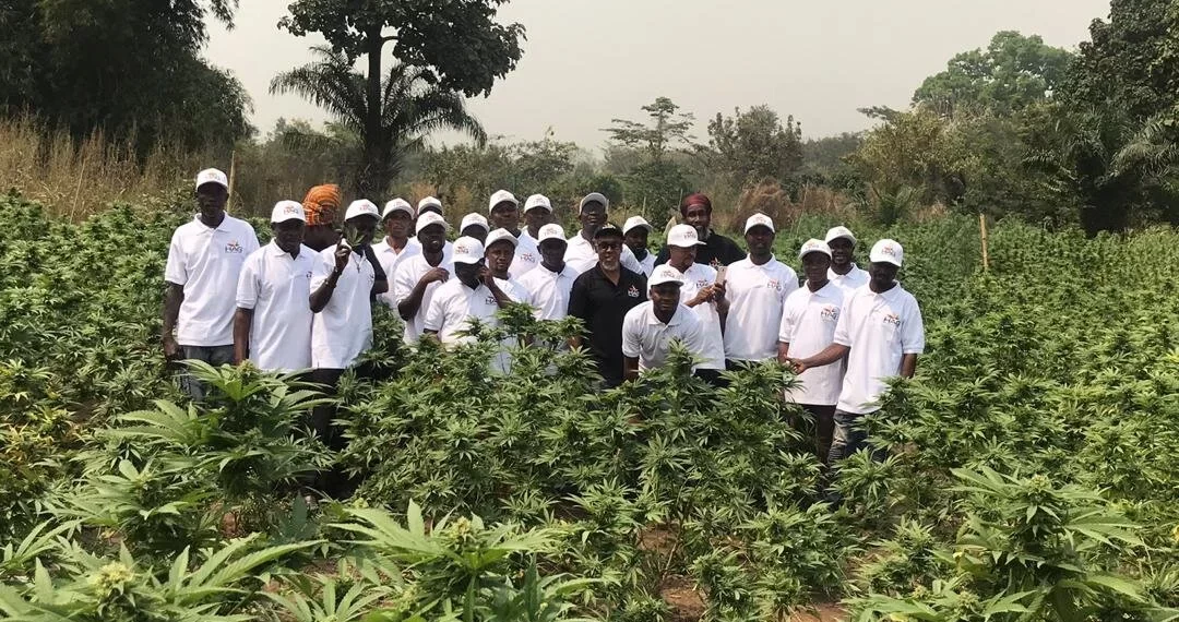 NACOC cannabis cultivation