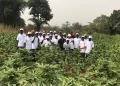 NACOC cannabis cultivation