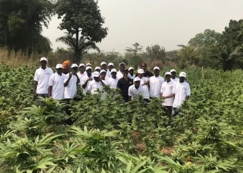 NACOC cannabis cultivation