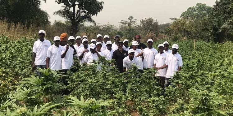 NACOC cannabis cultivation