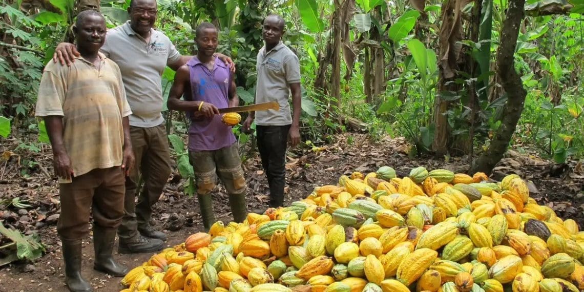Cocoa farmers COCOBOD