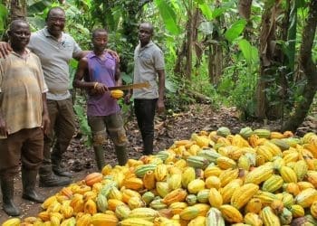 Cocoa farmers COCOBOD